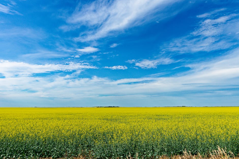 Expansive canola field under a clear blue sky in Saskatchewan, Canada