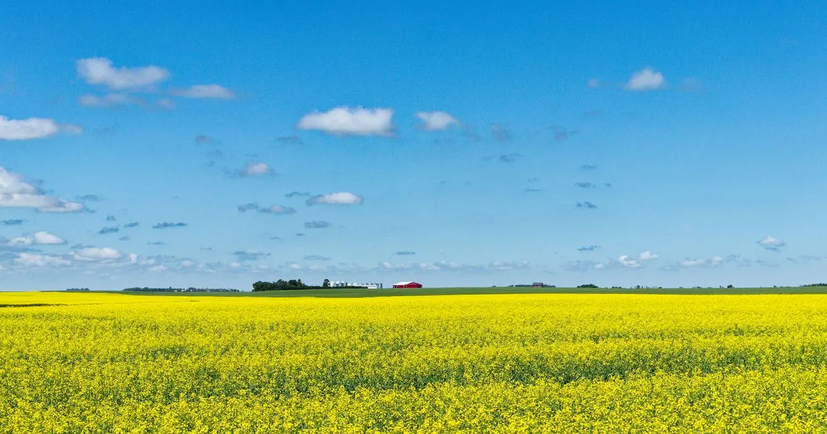 Canola field under a prairie sky - borrow money online Saskatchewan