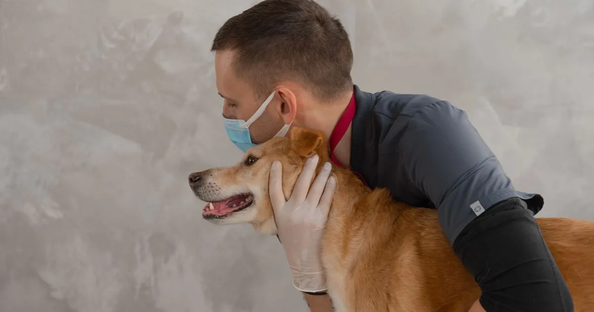 Veterinarian gently examining a happy dog before the owner decides to borrow money for vet bills